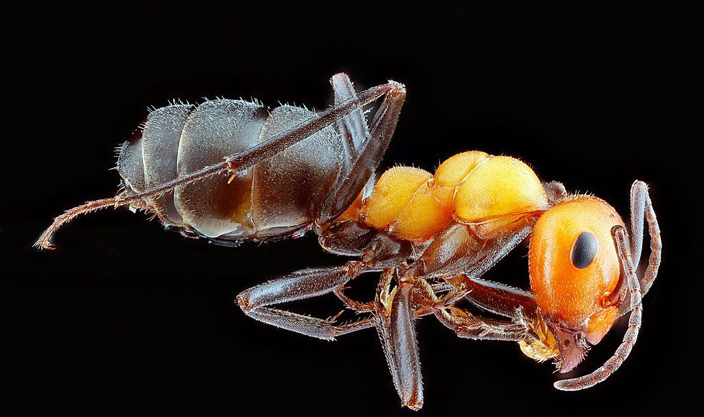 Ant Control service in Wichita Falls, TX