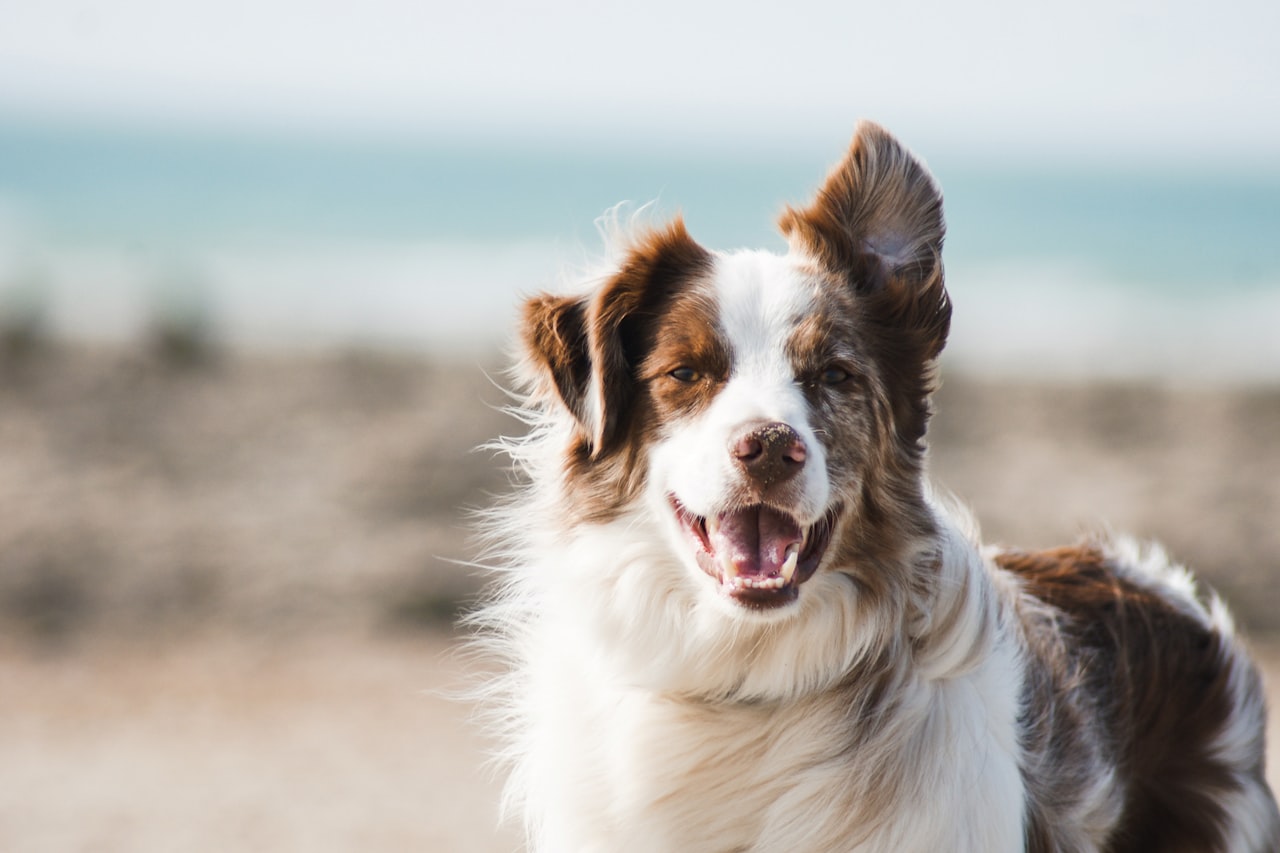 Flea & Tick Control service in Wichita Falls, TX