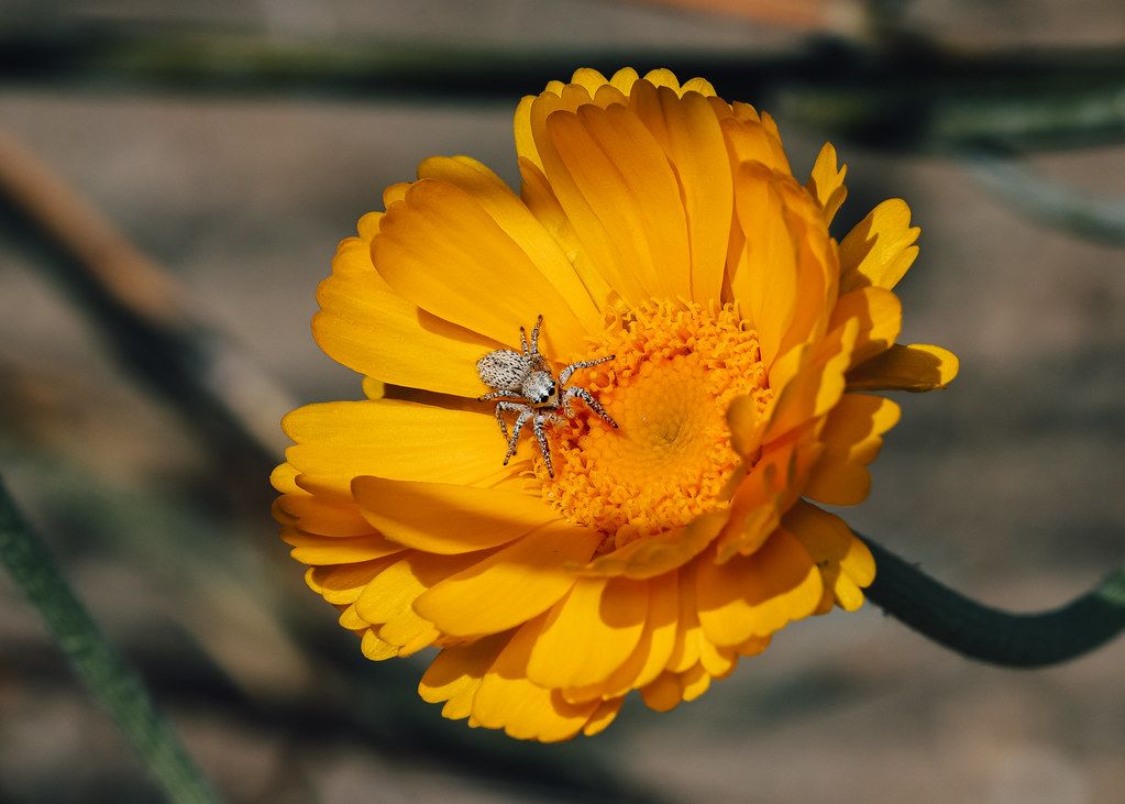 Spider Control service in Wichita Falls, TX